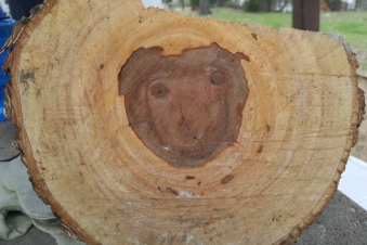 Camp mascot, found in the firewood